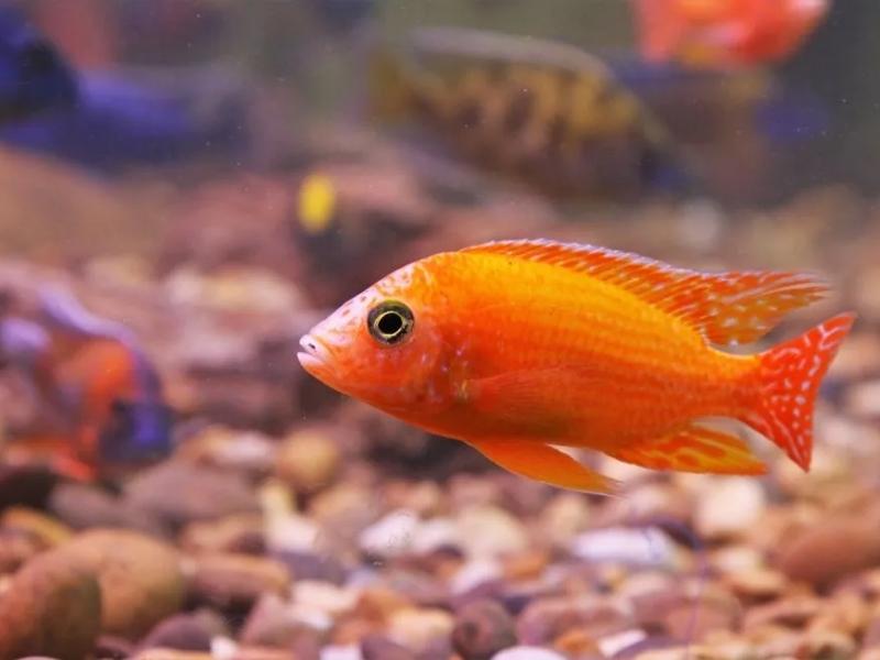 Getting Red zebra cichlid