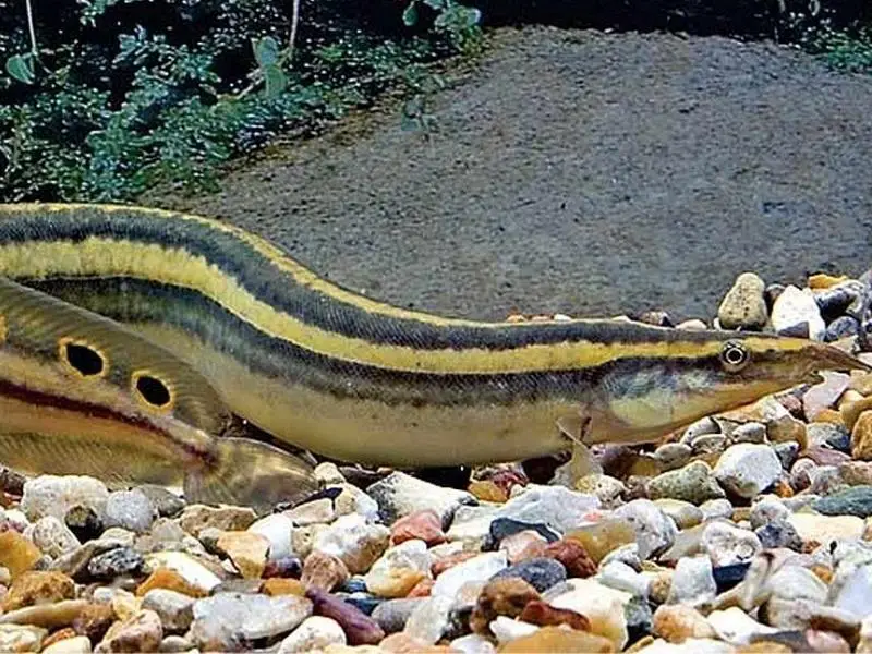 Peacock eel appearance