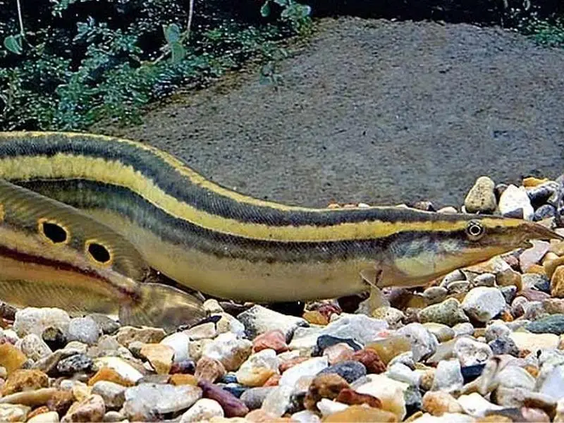Peacock Eel Care Guide Species Profile Fishkeeping World