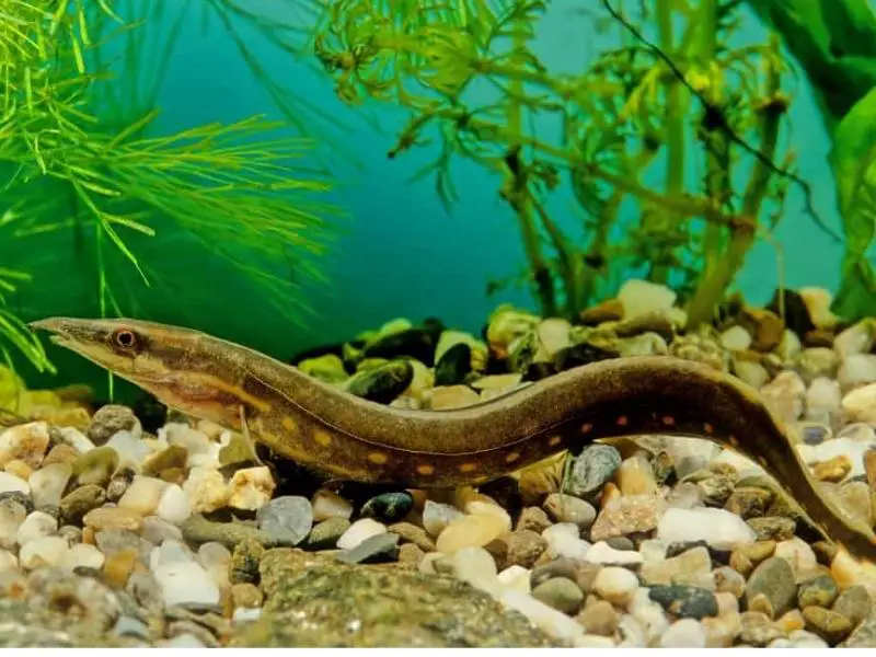 Peacock eel inside tank