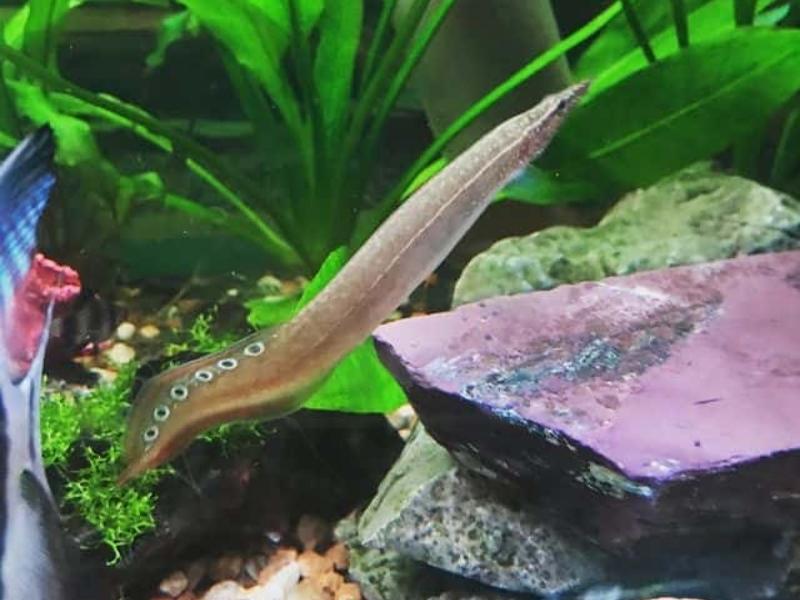 Peacock eel tank mates