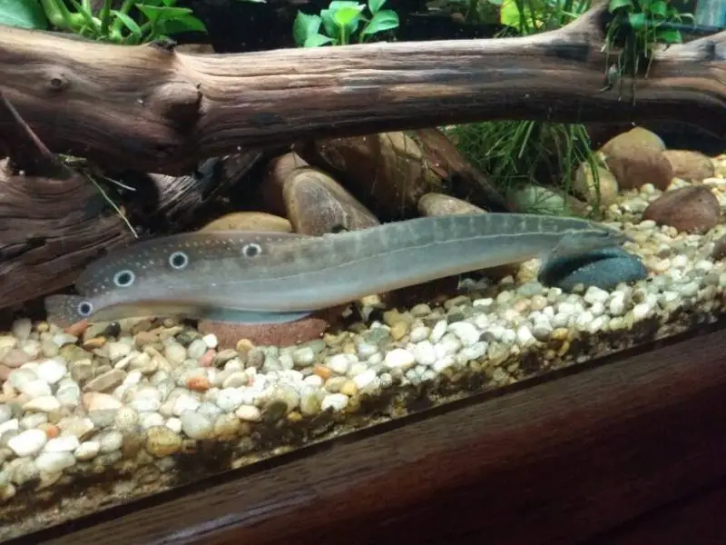 Peacock eel tank requirements
