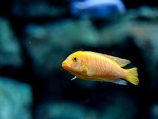 Red zebra cichlid