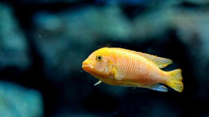 Red zebra cichlid