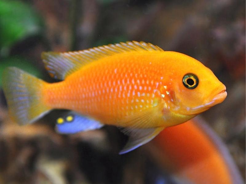 Red zebra cichlid appearance