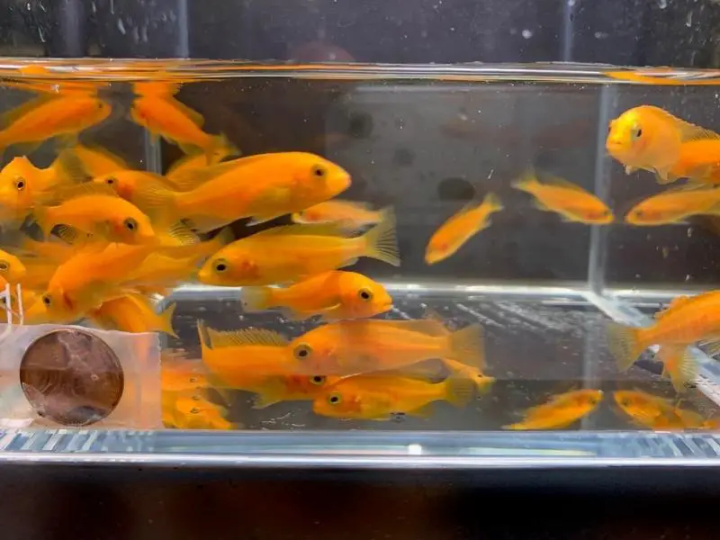 Red zebra cichlid breeding