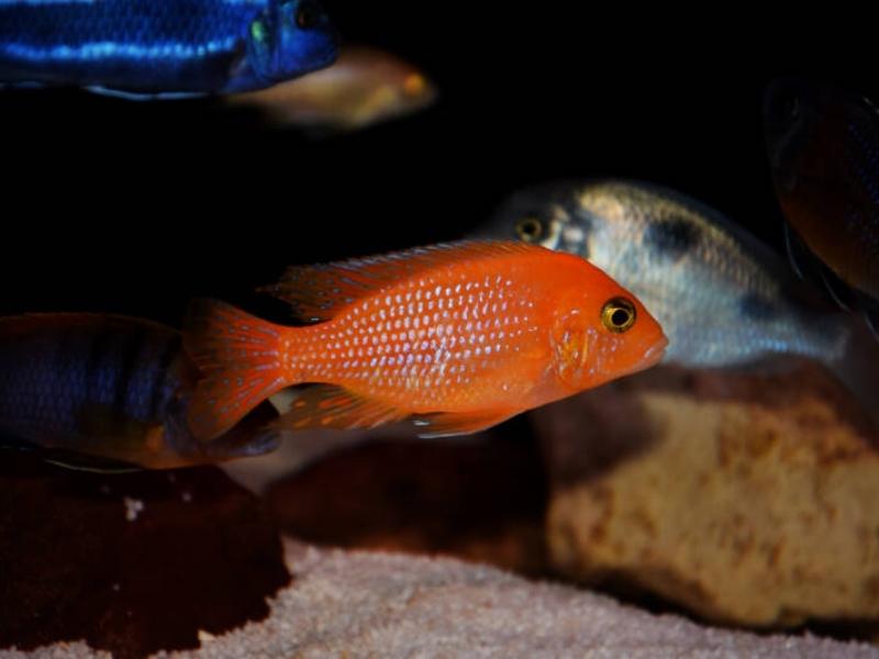 Red zebra cichlid in tank