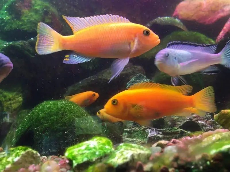 Red zebra cichlid tankmates