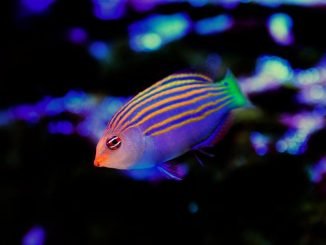 Six-Line Wrasse