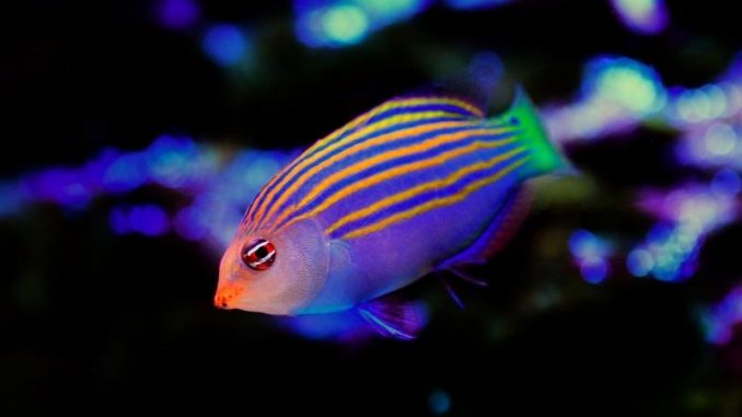 Six-Line Wrasse