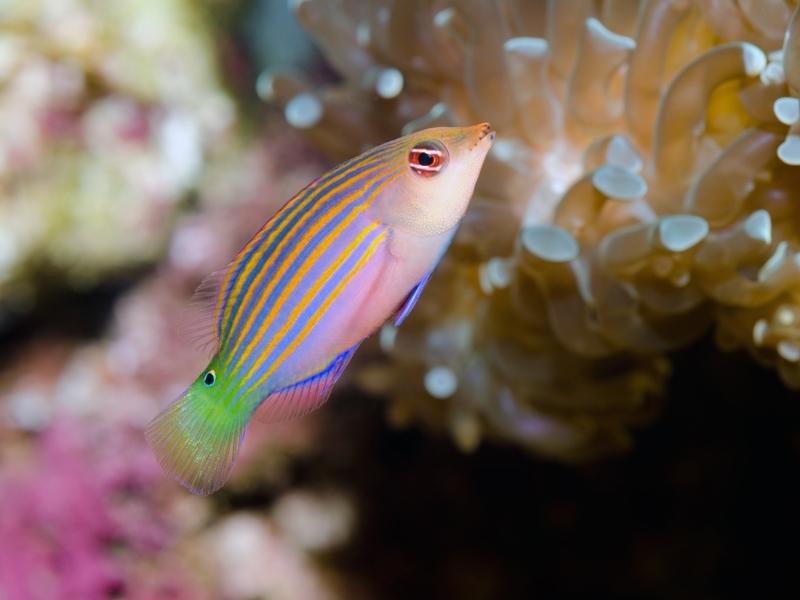 Six-Line Wrasse appearance