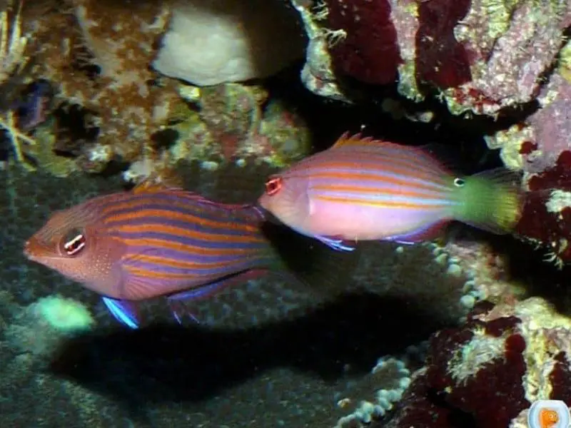 Six-Line Wrasse breeding