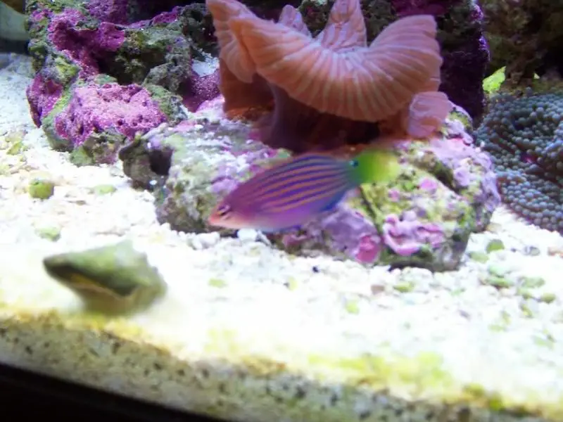 Six-Line Wrasse inside tank