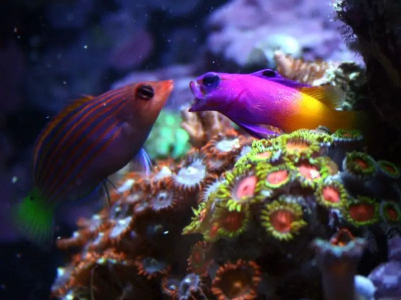 Six-Line Wrasse tank mates