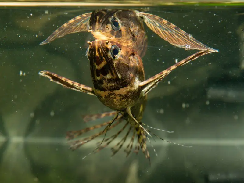 freshwater butterfly fish