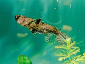 freshwater butterfly fish