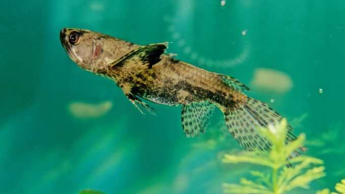 freshwater butterfly fish