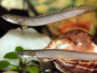 Dinosaur Bichir