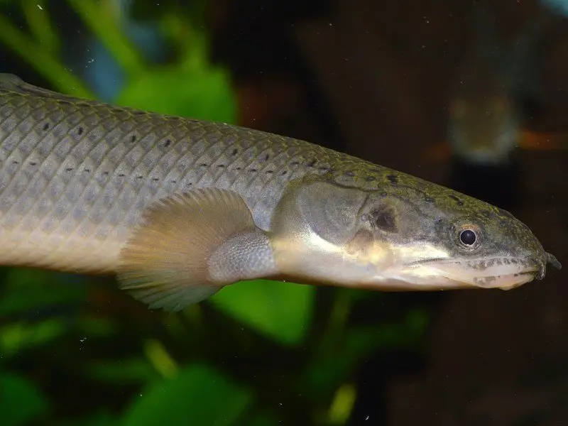 Dinosaur Bichir