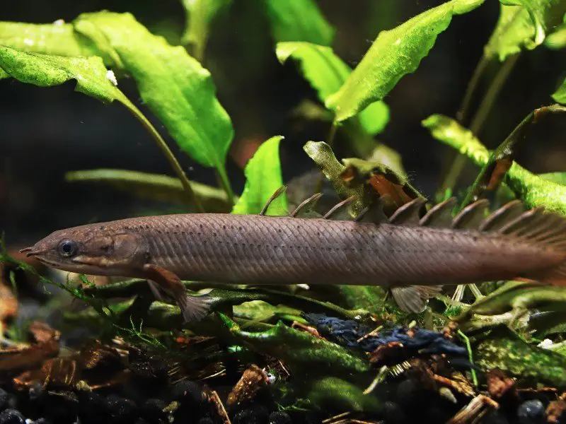 Dinosaur Bichir