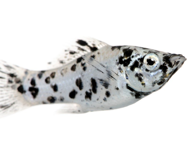 Dalmatian Molly