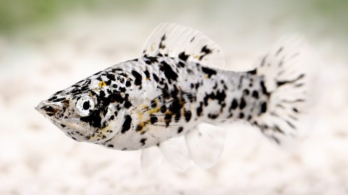 Dalmatian Molly