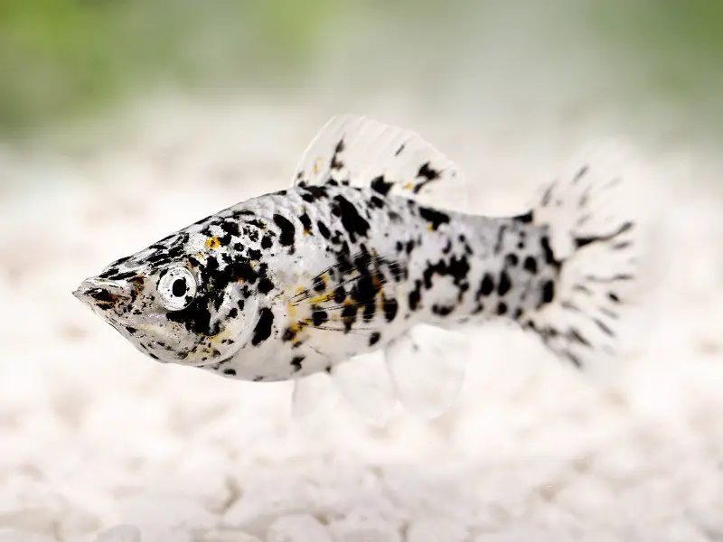 can black mollies and dalmatian mollies breed?