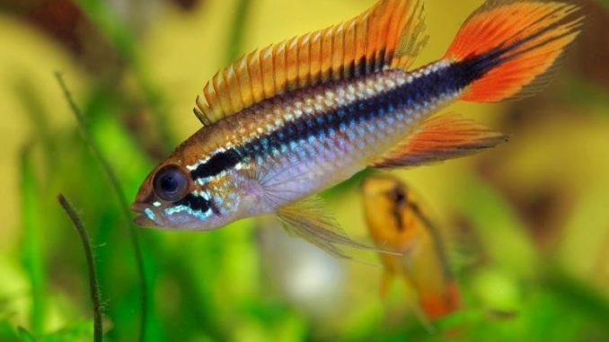 Apistogramma