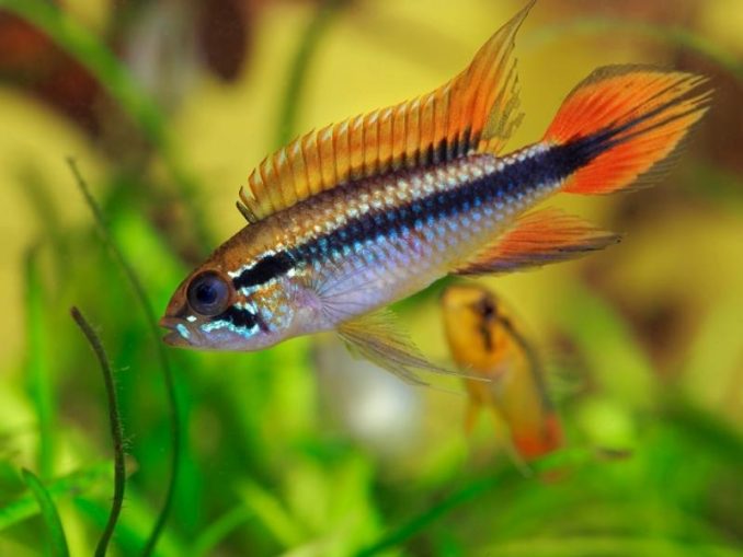 Top 10 Apistogramma Species 2027