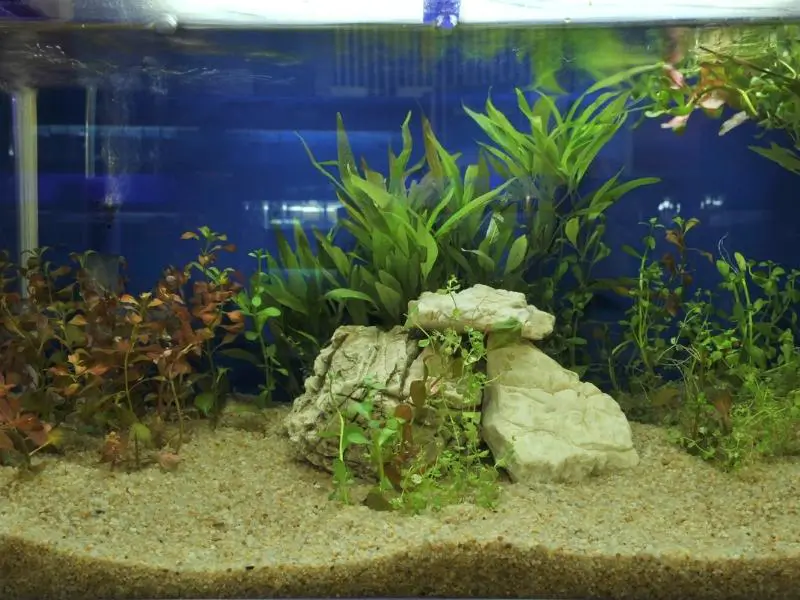 Apistogramma tank