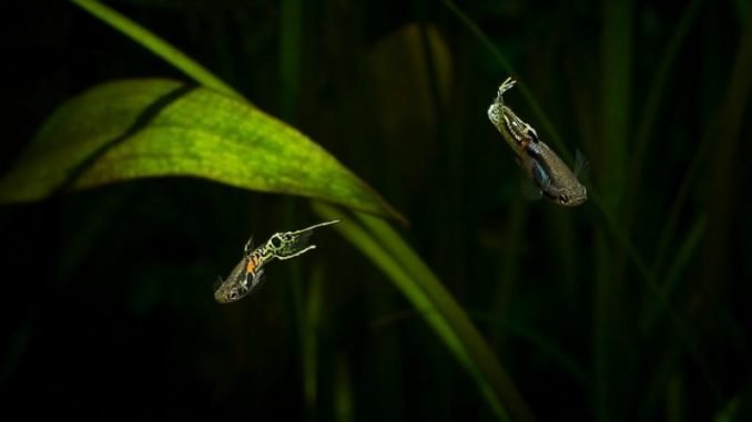 Poecilia Wingei Swimming In Sea At Night