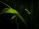 Poecilia Wingei Swimming In Sea At Night