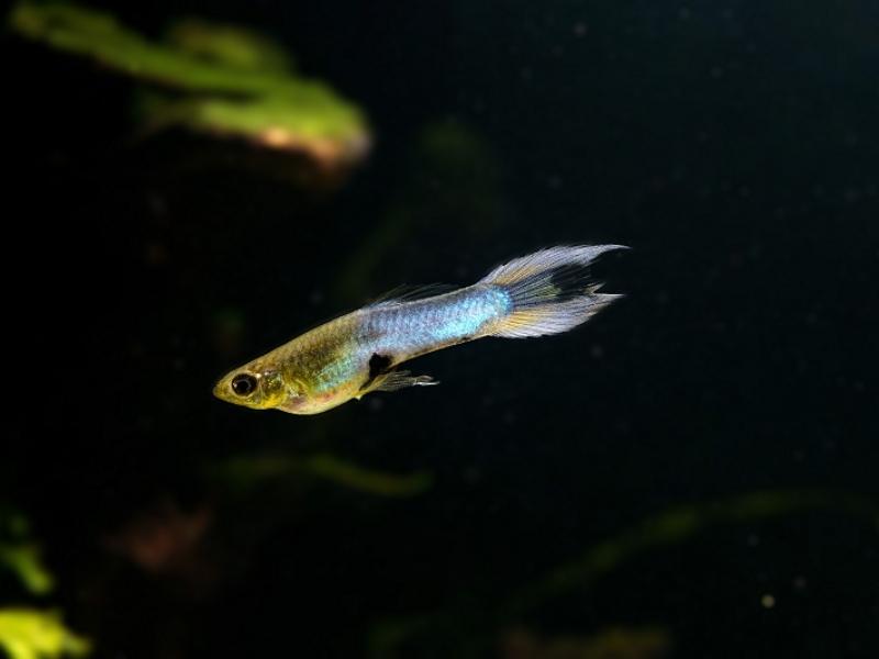 Endler's Livebearer swimming