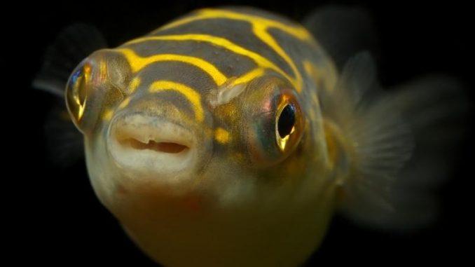 Figure 8 Puffer