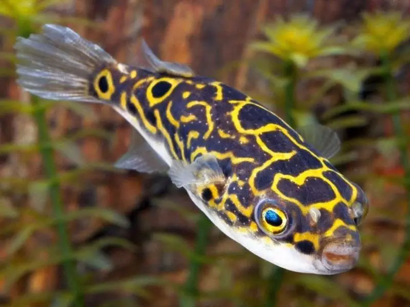 Figure 8 Puffer appearance