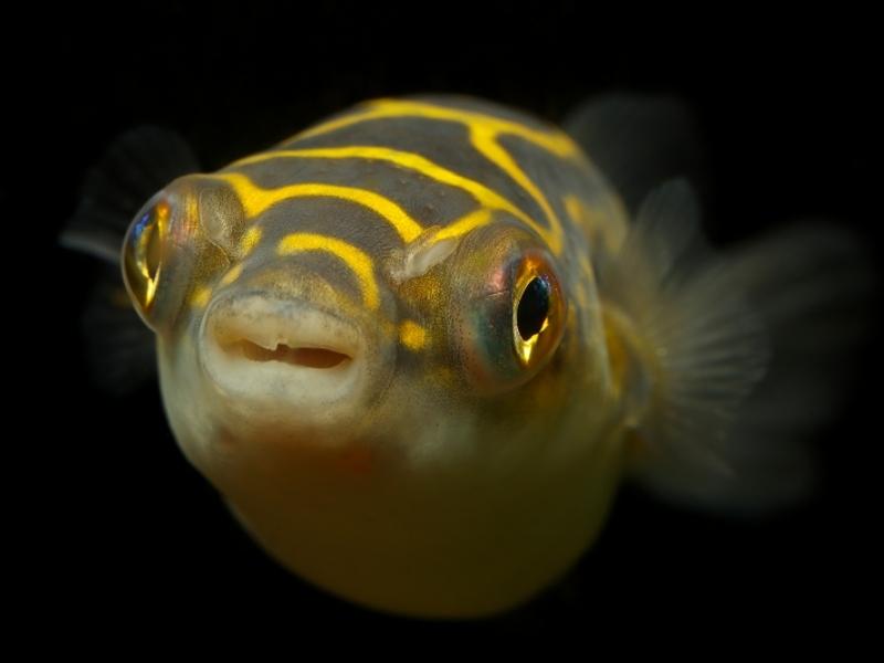 Figure 8 Puffer Care Guide & Species Profile