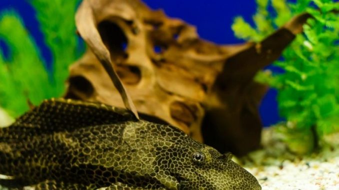 Sailfin Pleco