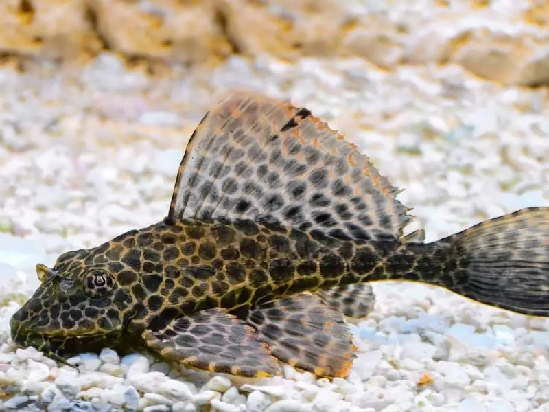 Sailfin Pleco appearance