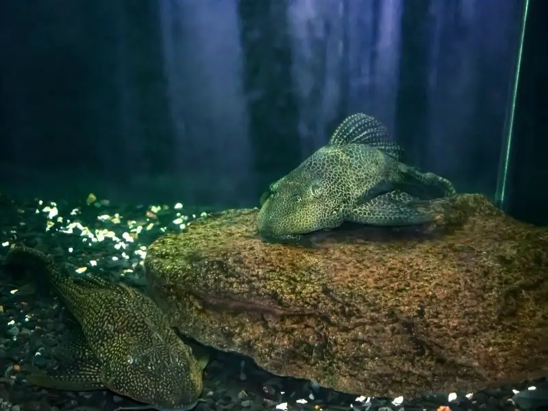 Sailfin Pleco tankmates