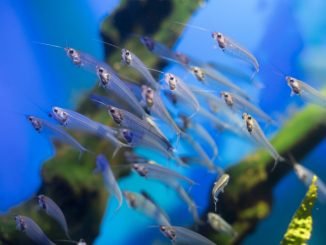 A flock of glass catfish in an aquarium