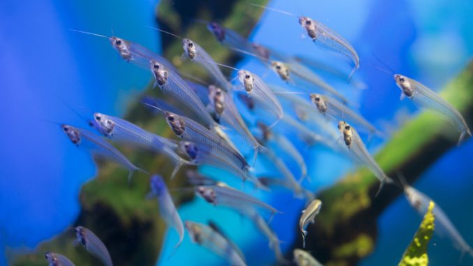 A flock of glass catfish in an aquarium