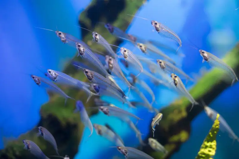 a flock of glass catfish in an aquarium