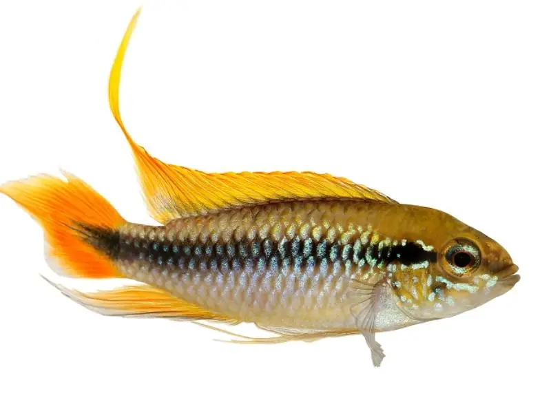 Apistogramma agassizii appearance