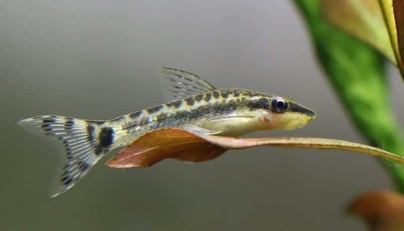 Otocinclus catfish in planted aquarium