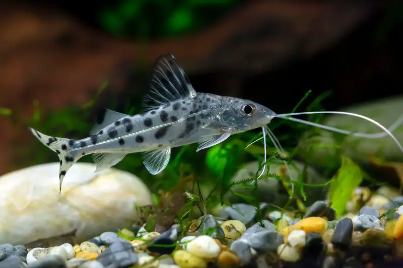 Pictus catfish - Pimelodus Pictus