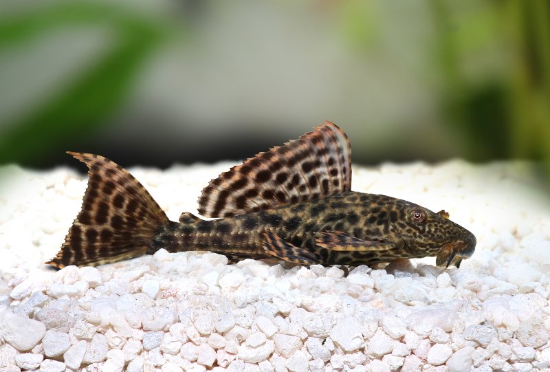 Pleco Catfish - Plecostomus Species