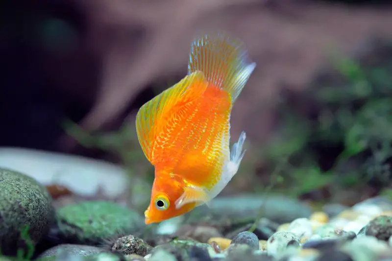 A beautiful orange balloon molly under water