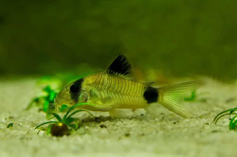  A close-up portrait of a Panda Cory (Corydoras panda)