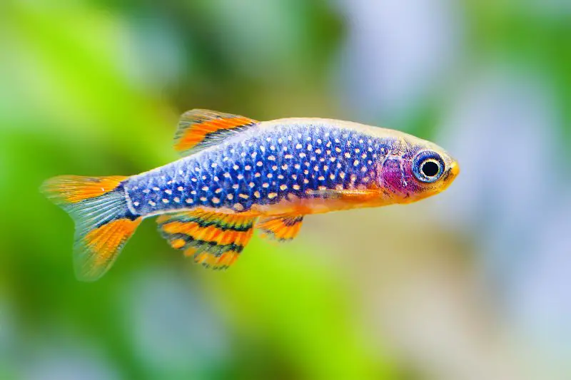 A colorful celestial pearl danio in a fish tank, also known as galaxy fish