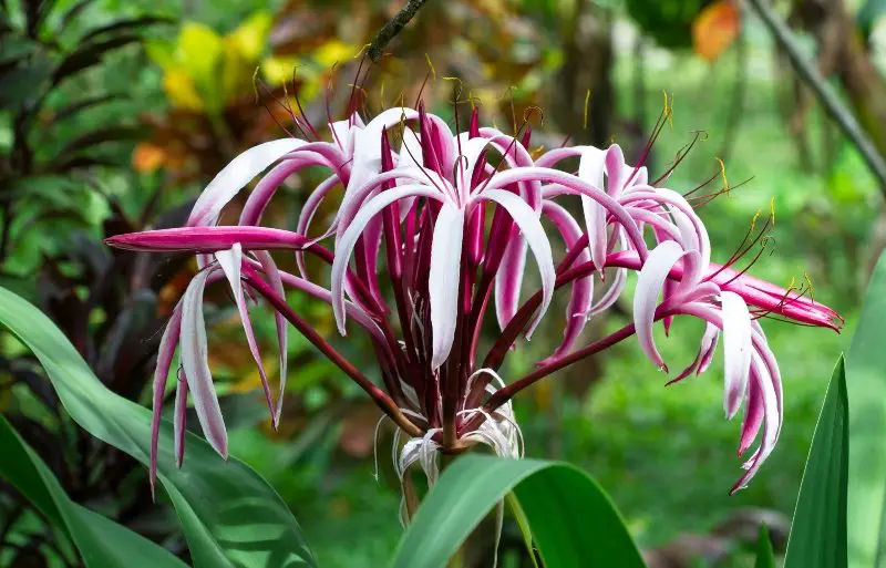A large spider lily (Crinum sp.) growing in the jungle in Costa Rica